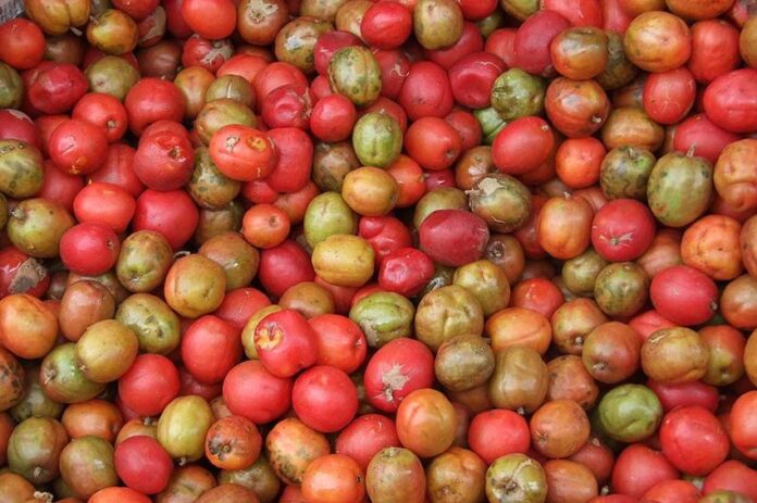 guatemala-jocote_copy_850x566