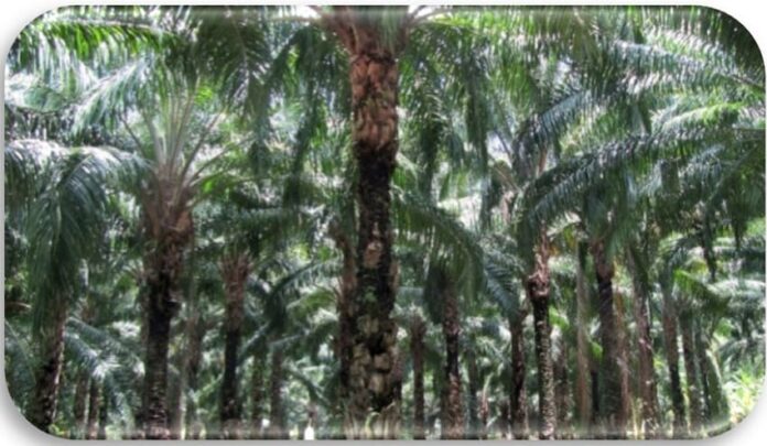 finca (1)