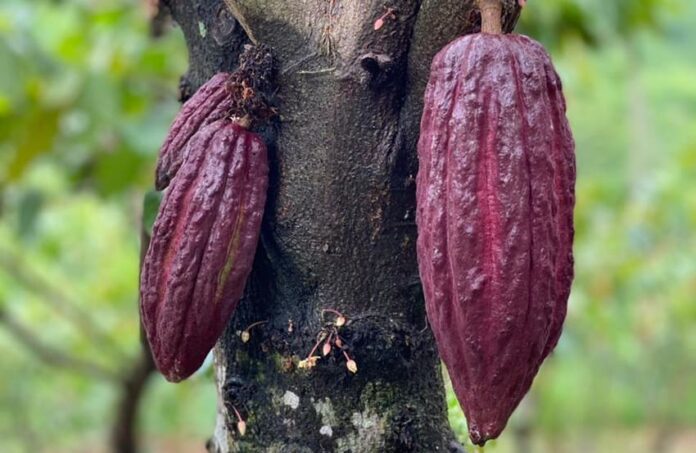 Avanza con éxito el proyecto “Drummond en alianza con Agroemprende Cacao” en zona rural de Agustín Codazzi, Cesar_2 (1)