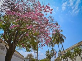 Para hacerle frente al Fenómeno de El Niño Alcaldía de Barranquilla entrega 1.500 árboles nativos en Donatón